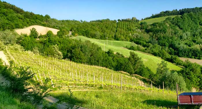 cantina san marino vigneti casole