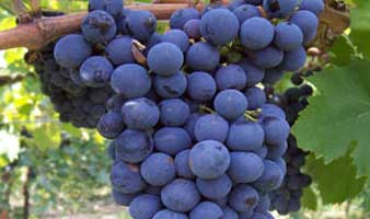 Sangiovese