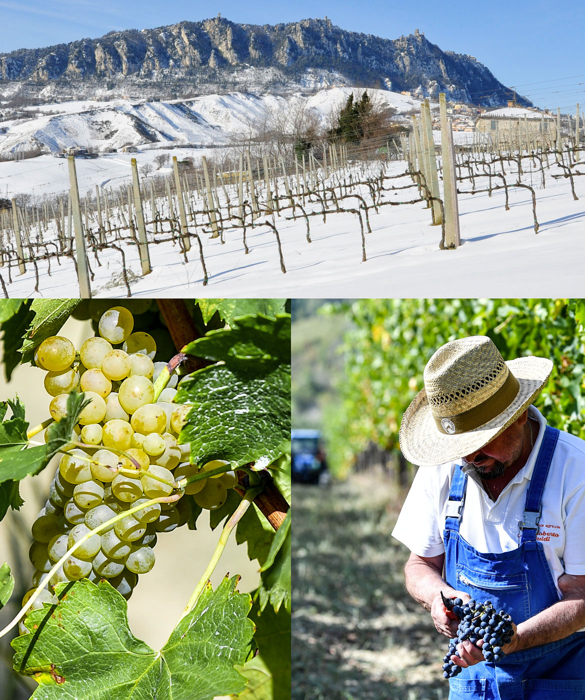 cantina-san-marino-stagioni-01